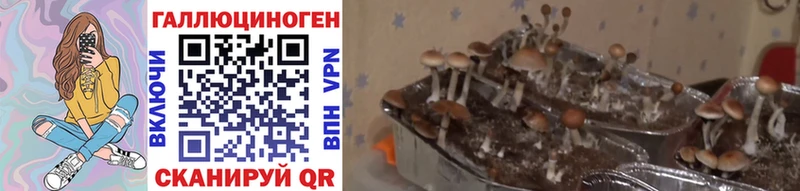 omg сайт  Павловский Посад  Галлюциногенные грибы Magic Shrooms  магазин продажи  